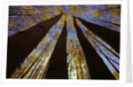 Towering Aspens by Anonymous