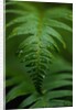 Fern Leaf by Anonymous