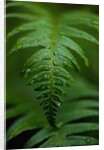 Fern Leaf by Anonymous