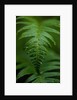 Fern Leaf by Anonymous