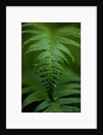 Fern Leaf by Anonymous