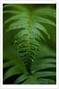 Fern Leaf by Anonymous