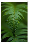 Fern Leaf by Anonymous