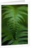 Fern Leaf by Anonymous