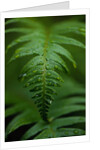 Fern Leaf by Anonymous