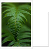 Fern Leaf by Anonymous