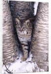 Bobcat in the snow in Montana by Corbis