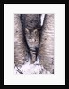 Bobcat in the snow in Montana by Anonymous