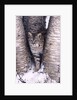 Bobcat in the snow in Montana by Corbis