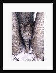 Bobcat in the snow in Montana by Anonymous