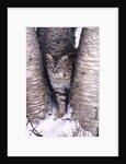 Bobcat in the snow in Montana by Corbis