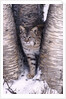 Bobcat in the snow in Montana by Corbis