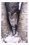 Bobcat in the snow in Montana by Corbis