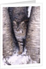 Bobcat in the snow in Montana by Corbis