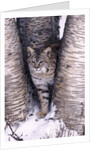 Bobcat in the snow in Montana by Corbis