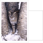 Bobcat in the snow in Montana by Anonymous