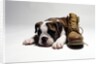 Portrait of English bulldog puppy with boot by Anonymous