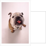 English bulldog by Anonymous