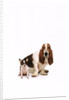 Basset hound and a chihuahua by Corbis