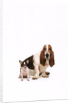 Basset hound and a chihuahua by Corbis