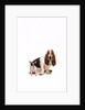 Basset hound and a chihuahua by Corbis