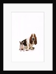 Basset hound and a chihuahua by Anonymous