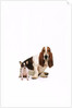 Basset hound and a chihuahua by Corbis