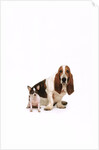 Basset hound and a chihuahua by Corbis