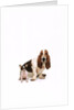 Basset hound and a chihuahua by Corbis