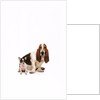 Basset hound and a chihuahua by Corbis