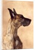 Profile of a Great Dane by Anonymous