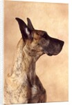 Profile of a Great Dane by Anonymous