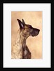 Profile of a Great Dane by Anonymous
