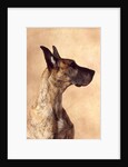 Profile of a Great Dane by Anonymous