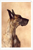 Profile of a Great Dane by Anonymous