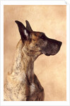 Profile of a Great Dane by Anonymous