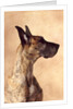 Profile of a Great Dane by Anonymous