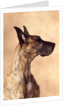 Profile of a Great Dane by Anonymous