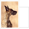 Profile of a Great Dane by Anonymous