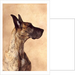 Profile of a Great Dane by Anonymous