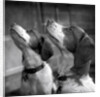 Brittany Spaniels Waiting Patiently by Anonymous