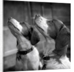 Brittany Spaniels Waiting Patiently by Anonymous