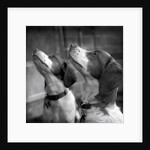Brittany Spaniels Waiting Patiently by Anonymous