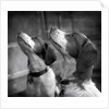 Brittany Spaniels Waiting Patiently by Anonymous