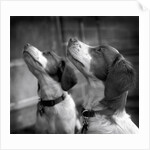 Brittany Spaniels Waiting Patiently by Anonymous