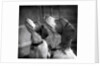 Brittany Spaniels Waiting Patiently by Anonymous