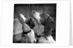 Brittany Spaniels Waiting Patiently by Anonymous