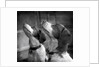 Brittany Spaniels Waiting Patiently by Anonymous