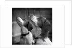 Brittany Spaniels Waiting Patiently by Anonymous