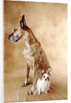 Papillon and Great Dane by Anonymous